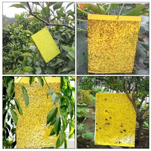 Yellow Sticky Traps For fungus Gnats